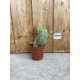 Trichocereus bridgesii monstruosus