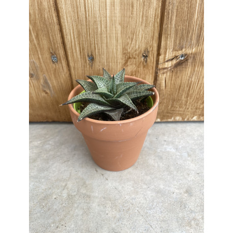 Haworthia venosa tessellata