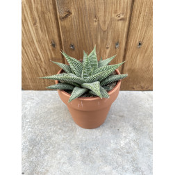 Haworthia spider white