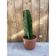 Euphorbia ingens (Cactus mexicain)