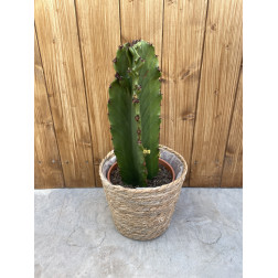 Euphorbia ingens (Cactus mexicain)