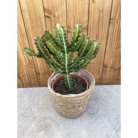 Euphorbia lactea variegata