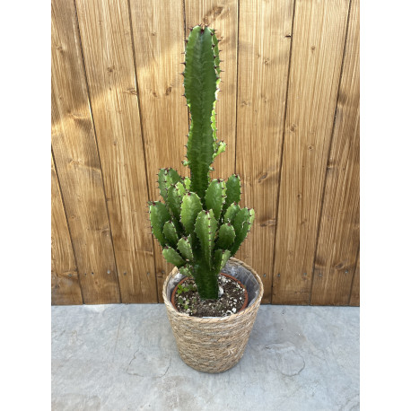 Euphorbia acrurensis (Cactus mexicain)