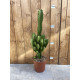 Euphorbia acrurensis (Cactus mexicain)