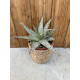 Aloe doran black