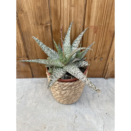 Aloe doran black