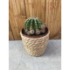 Echinopsis multiplex