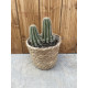 Trichocereus huascha