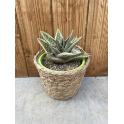 Gasteraloe green ice