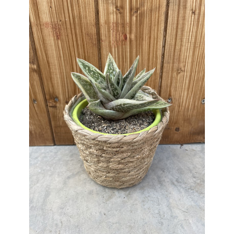 Gasteraloe green ice