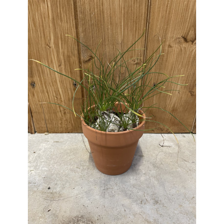 Albuca namaquensis