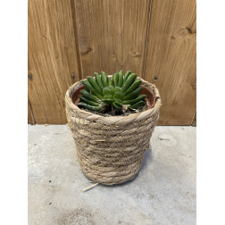 Haworthia truncata lime green