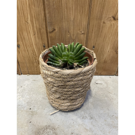 Haworthia truncata lime green