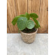 Pilea peperomoides