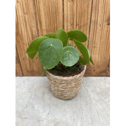 Pilea peperomoides