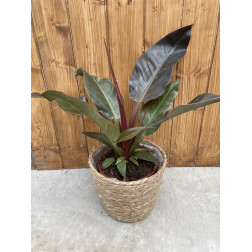 Philodendron imperial red