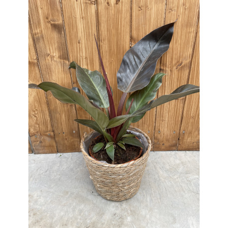 Philodendron imperial red