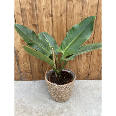 Philodendron imperial green