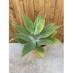 Agave attenuata