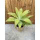 Agave attenuata