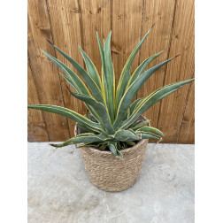 Agave desmentiana variegata