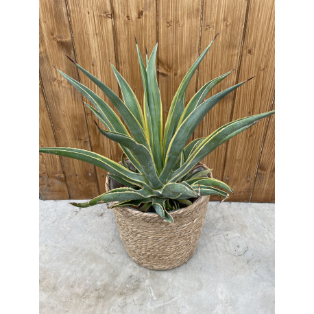 Agave desmentiana variegata