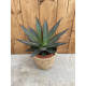 Agave shaka zulu