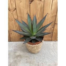 Agave shaka zulu