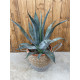 Agave americana