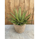 Agave desmettiana