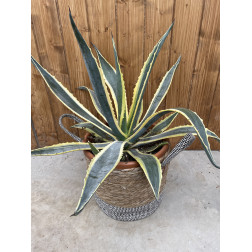 Agave americana variegata