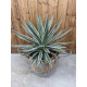 Agave angustifolia variegata