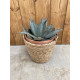 Agave parryi