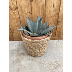 Agave parryi