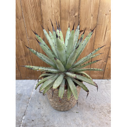 Agave macroacantha