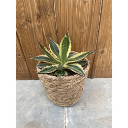 Agave lophanta variegata