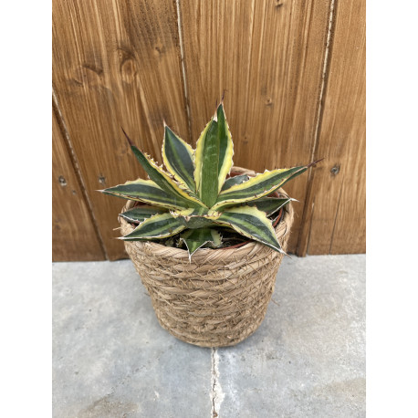 Agave lophanta variegata