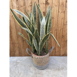 Sansevieria