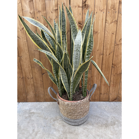 Sansevieria