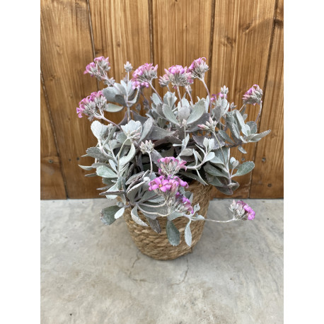 Kalanchoe pumila