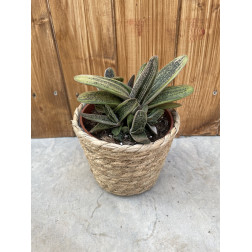 Gasteria