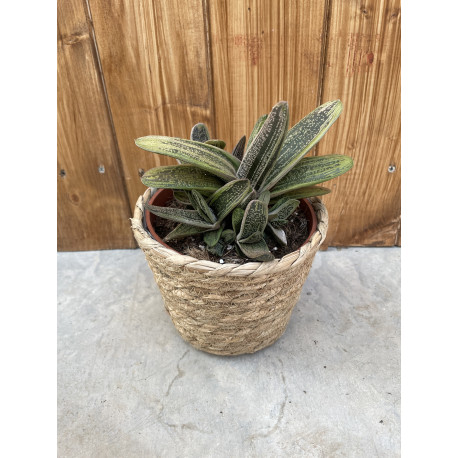 Gasteria