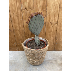 Opuntia monacantha