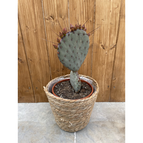 Opuntia monacantha