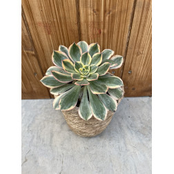 Aeonium arboreum Sunburst