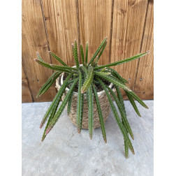 Aporocactus sussex flame