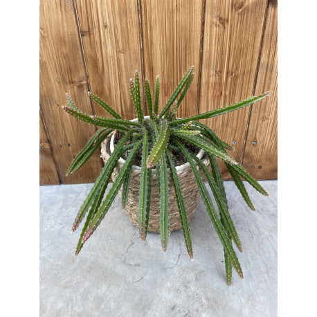 Aporocactus sussex flame