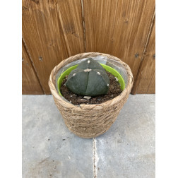 Astrophytum myriostigma tricostatum nudum