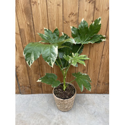 Fatsia japonica 'Variegata'