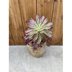 Aeonium "mardi gras"